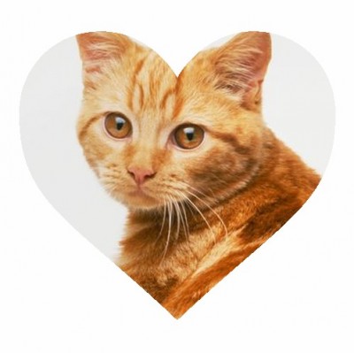 cat in heart.jpg